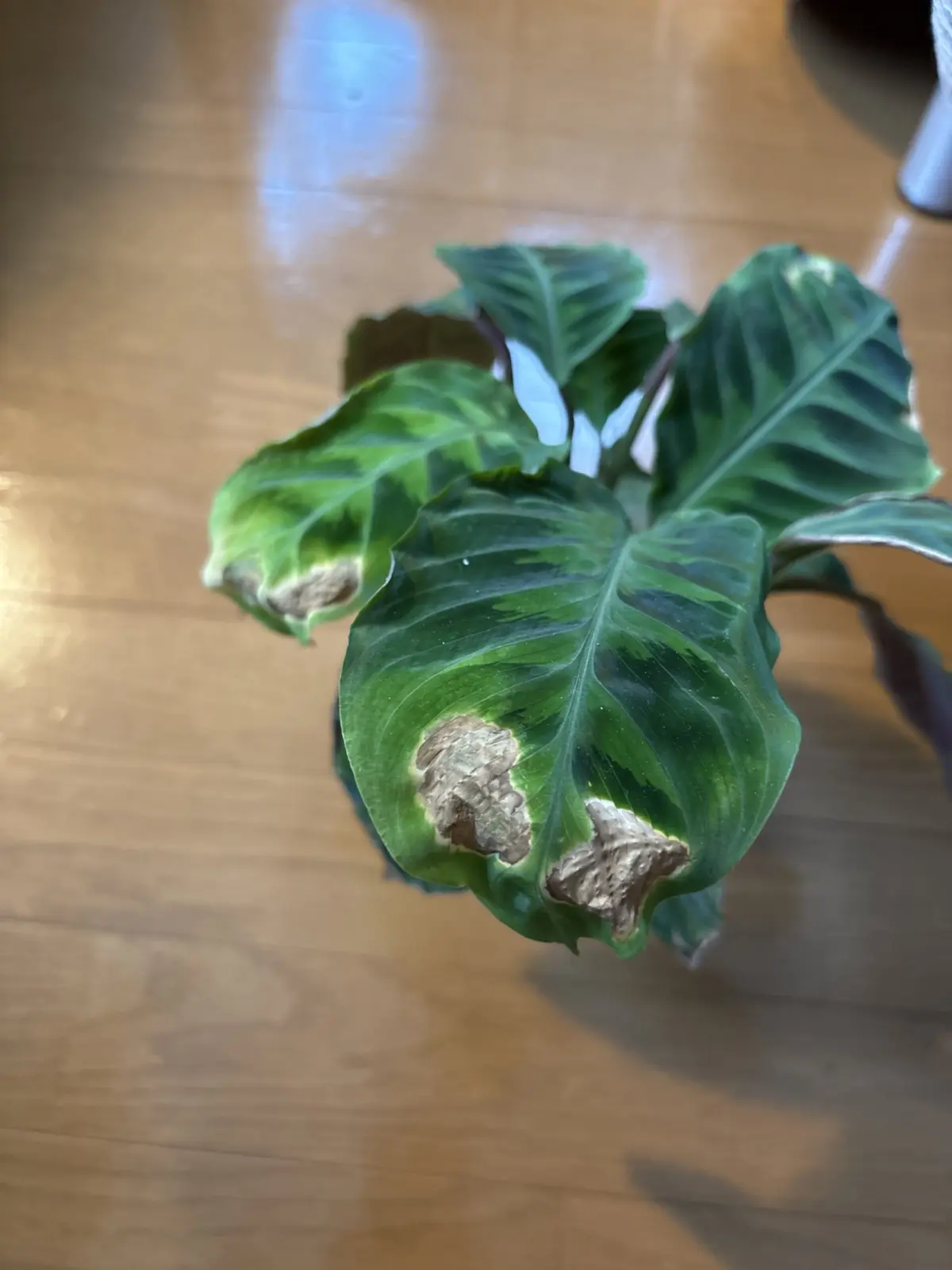 カラテア　ワルセビィッチ