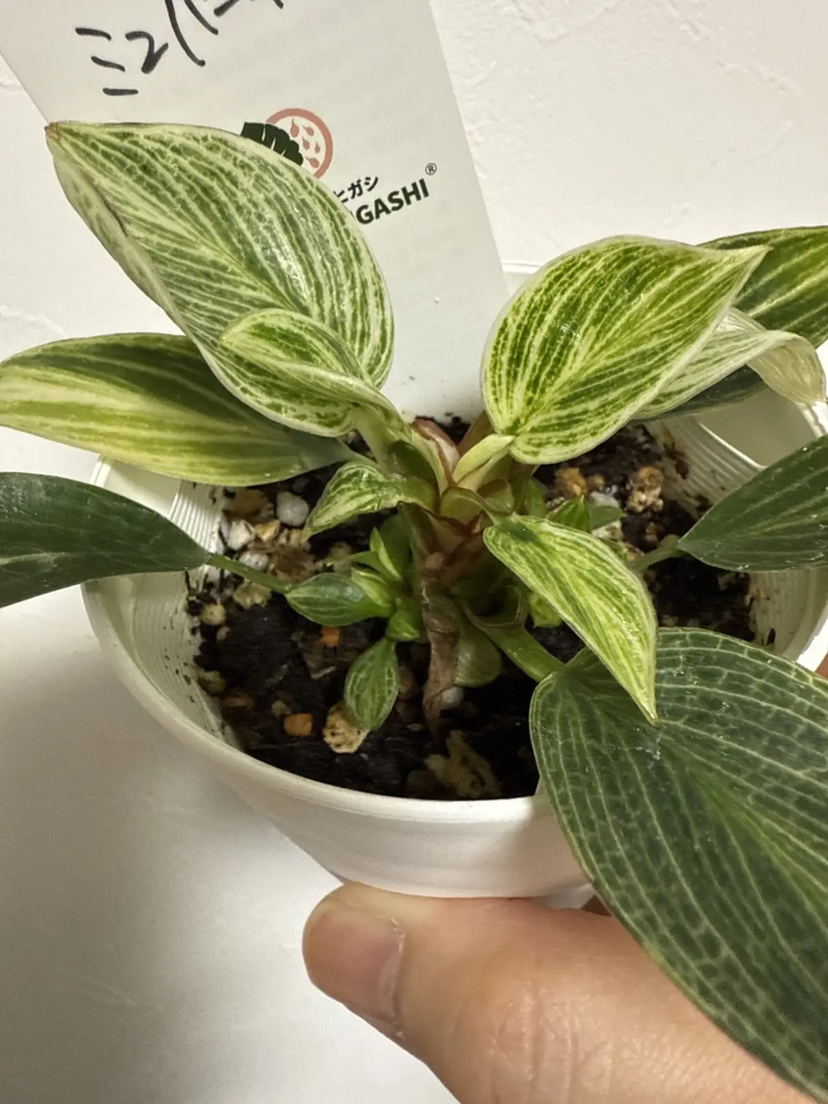 ミニバーキン　小さな葉がたくさん展開