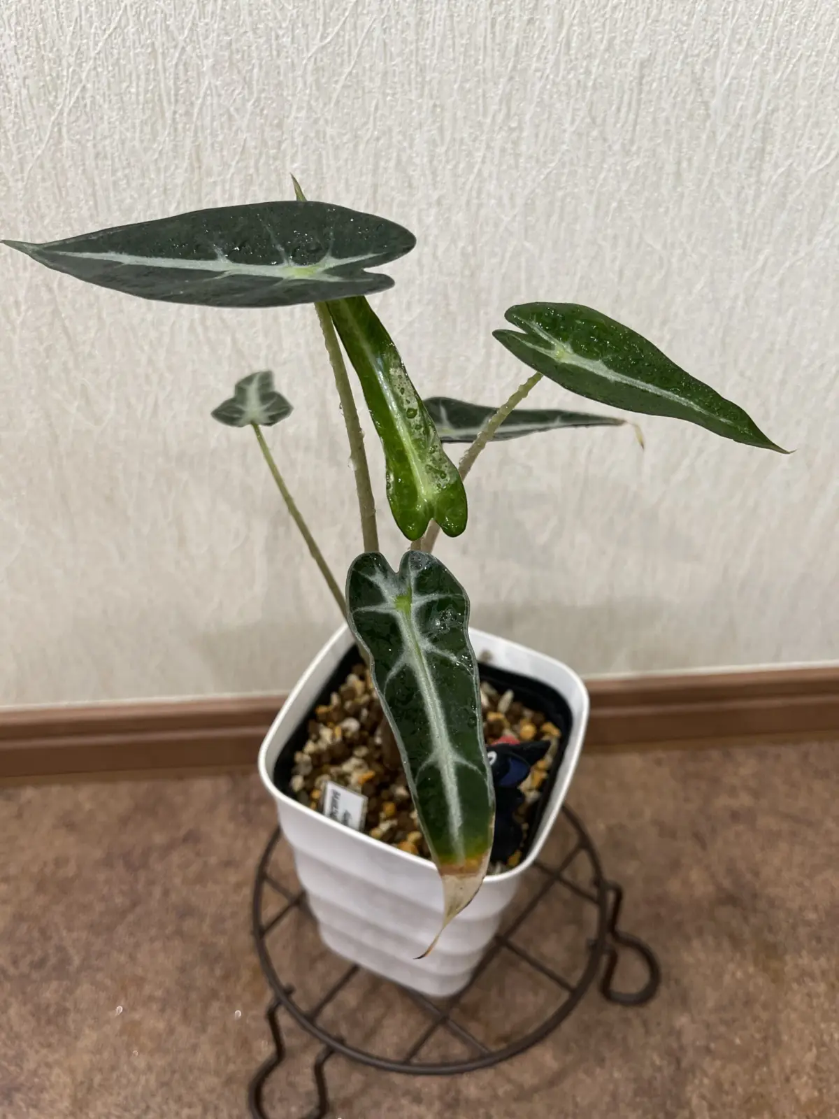 アロカシア　バンビーノアロー②