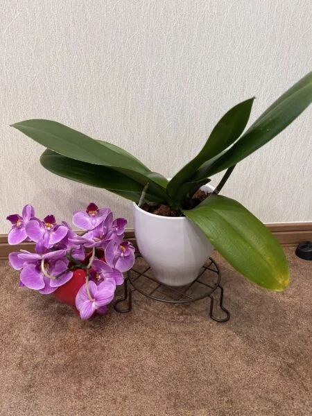 胡蝶蘭