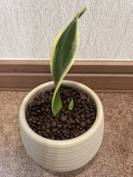 サンセベリア 葉差し