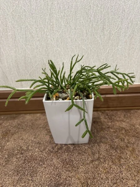 リプサリス
