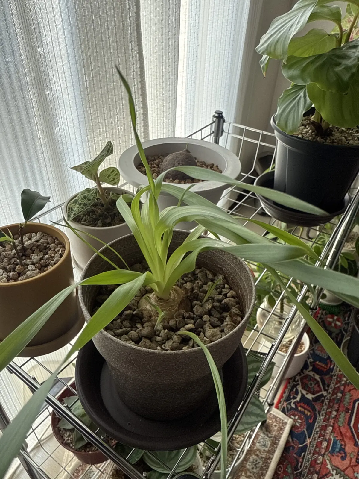 巻かないアルブカ