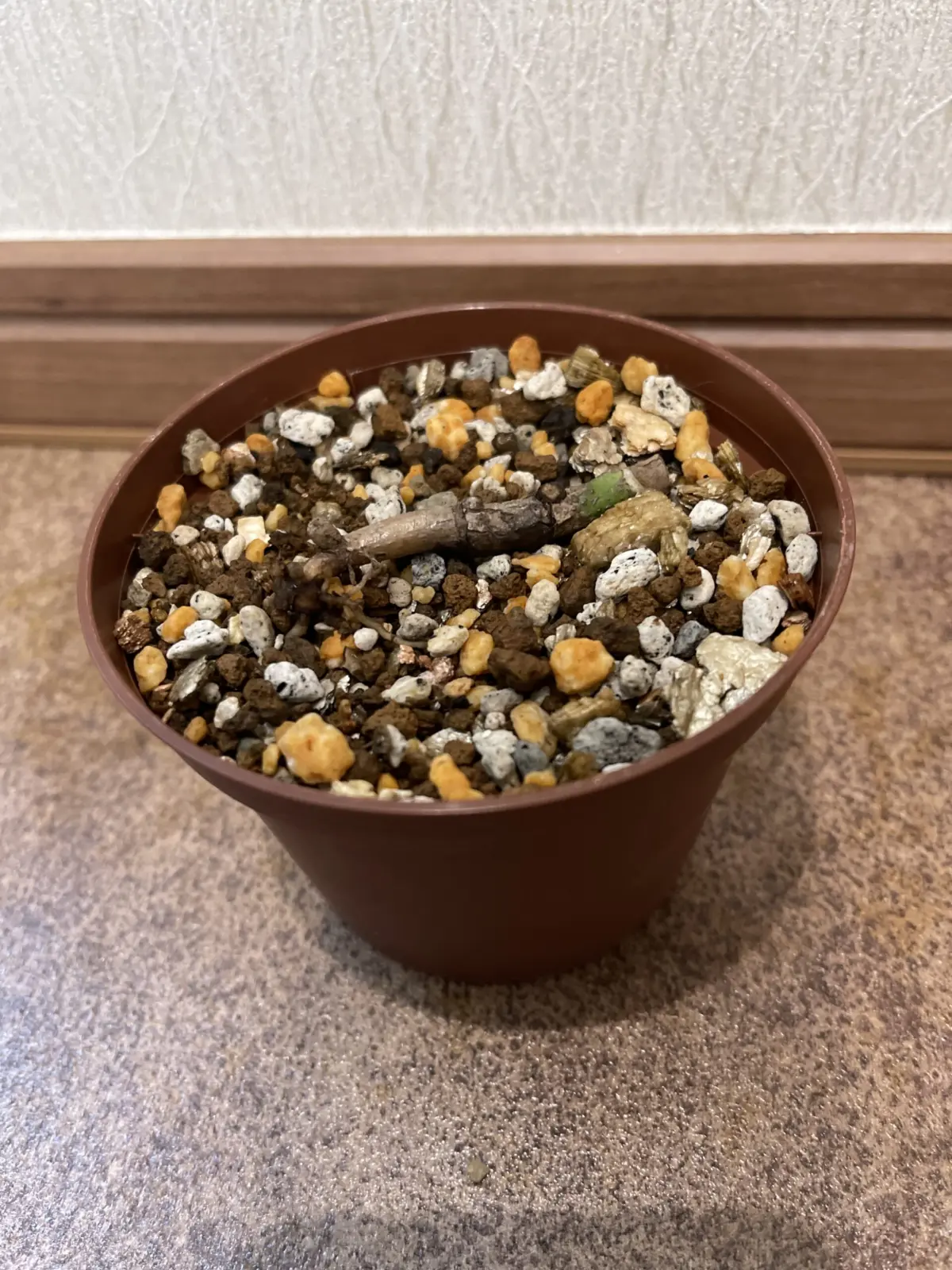 モンステラ　茎伏せ