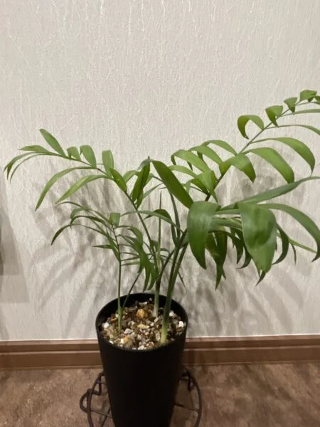 テーブルヤシ