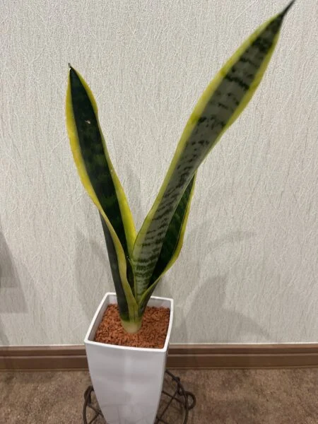 サンセベリア