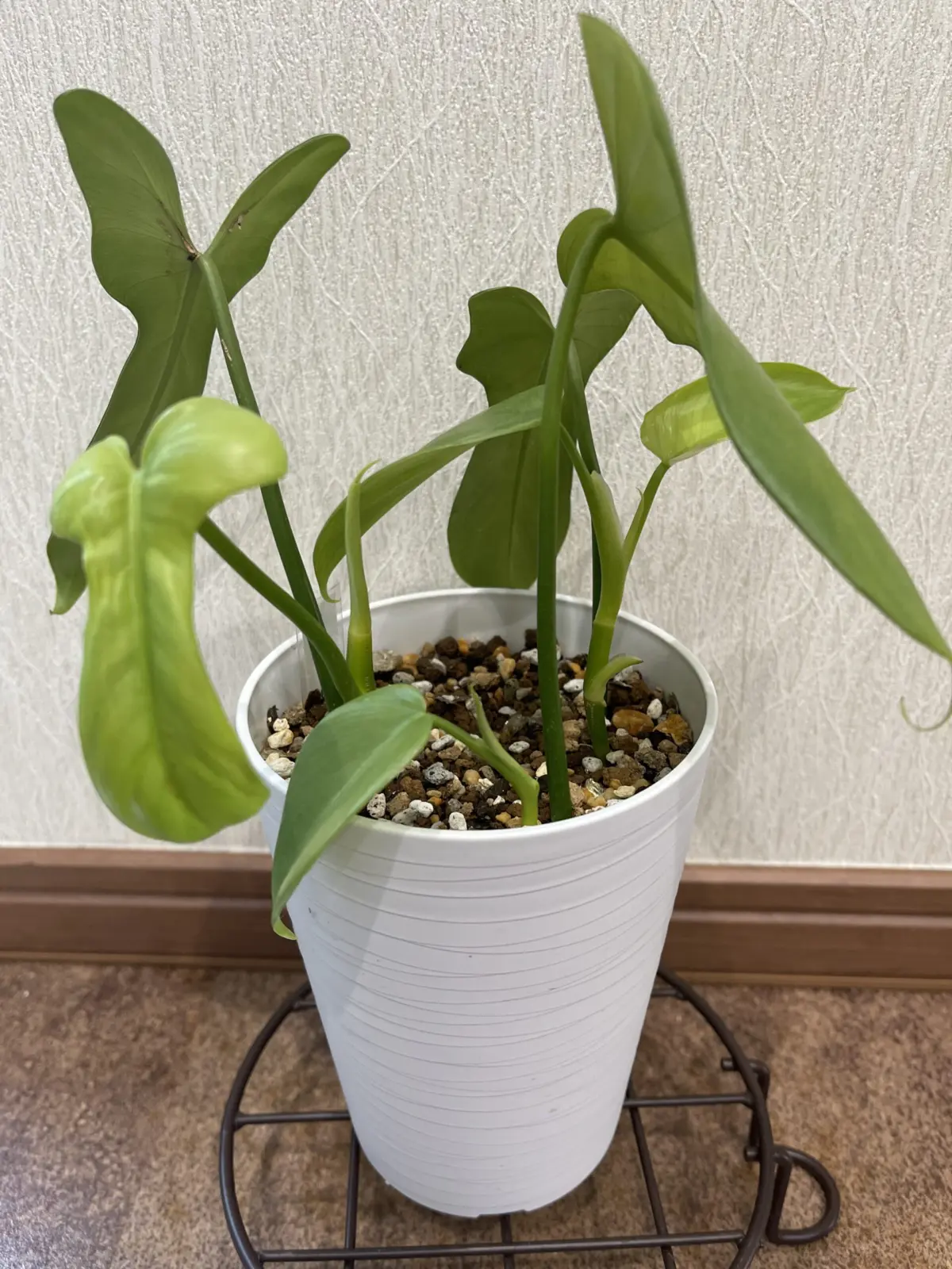 フィロデンドロン　札落ち③