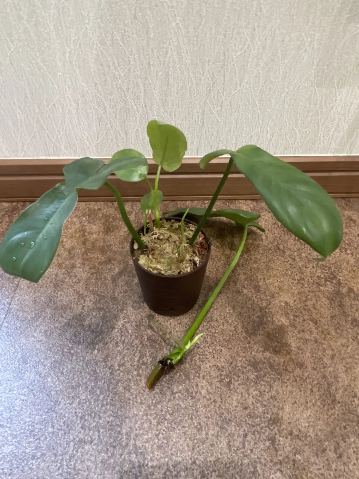 フィロデンドロン　札落ち