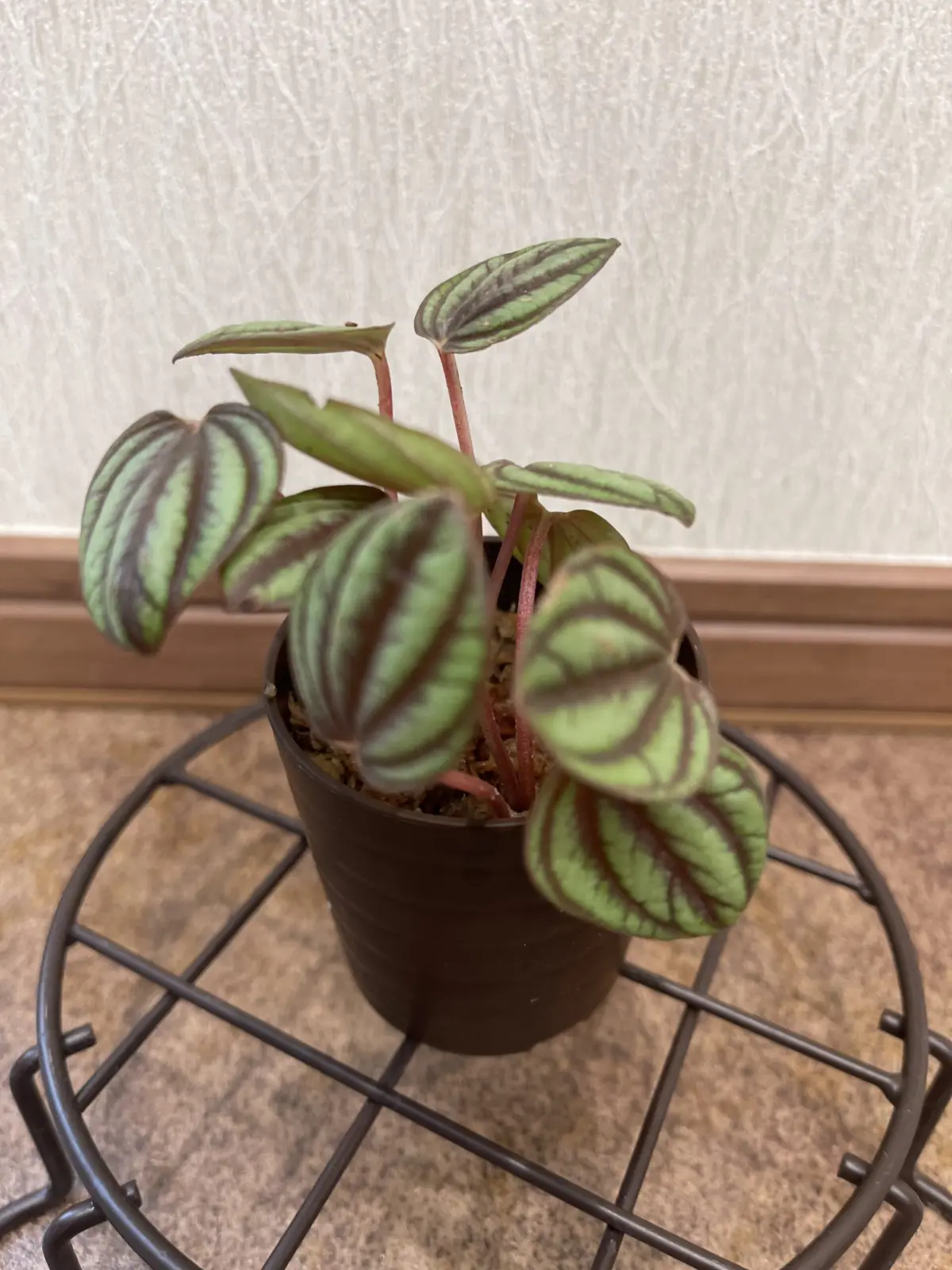 ペペロミア　ペッパーミル