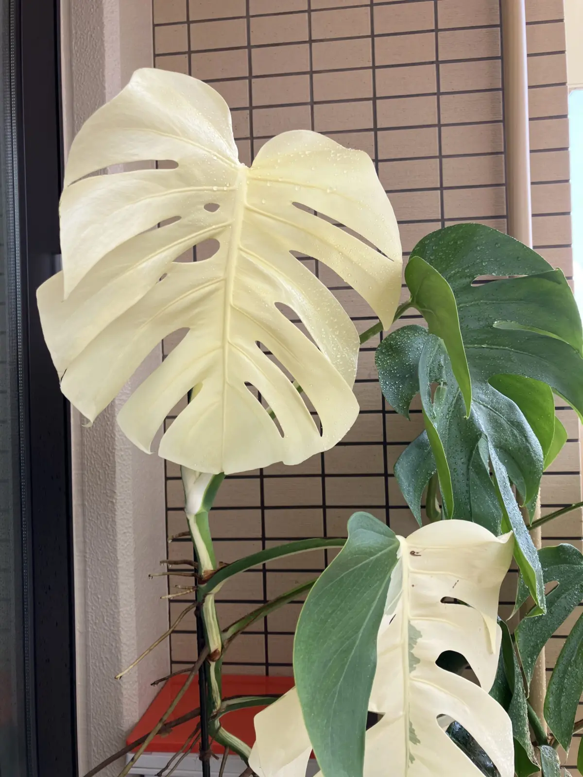 モンステラ　ボルシギアナ　ホワイトタイガー