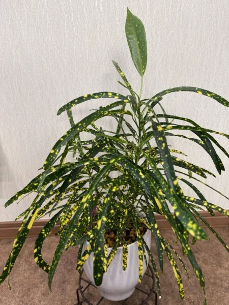 クロトン 流星②