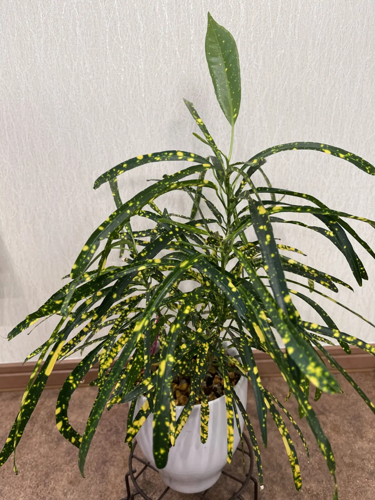 クロトン　流星②