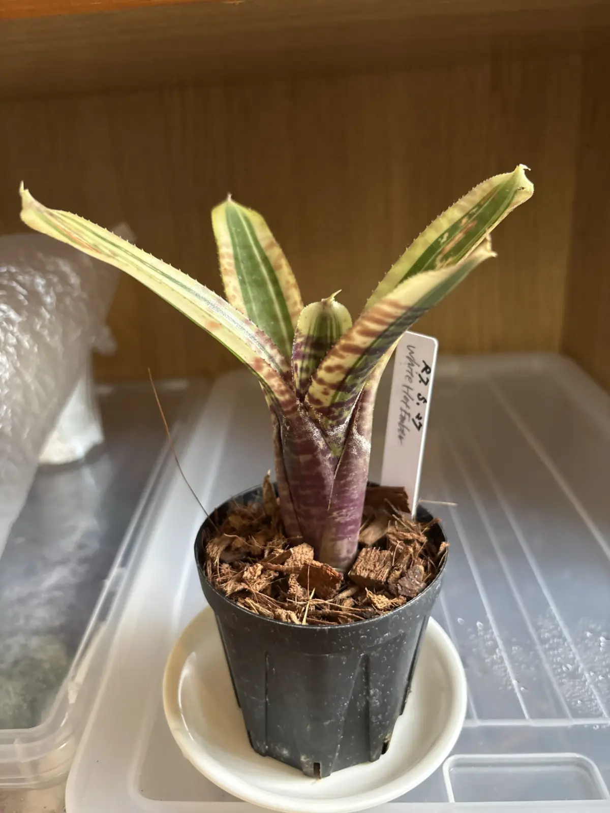 ネオレゲリア　ホワイトホットエンバー