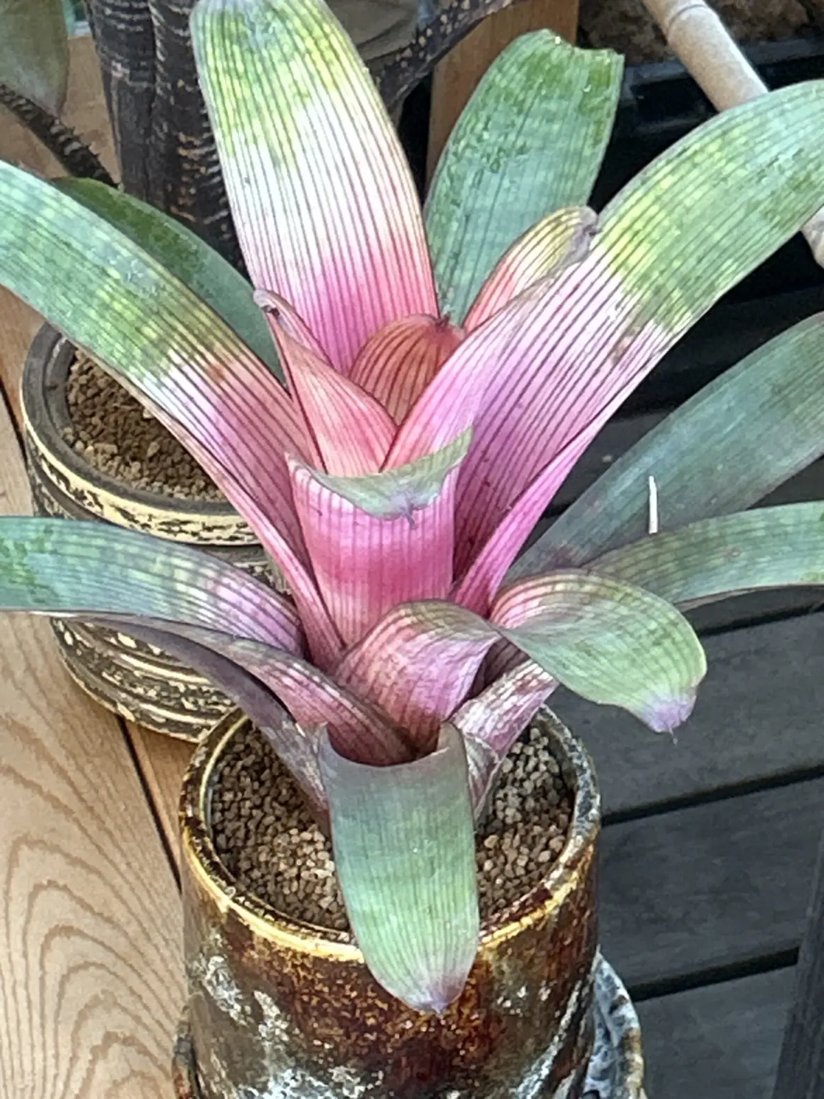 フリーセア　エラプション