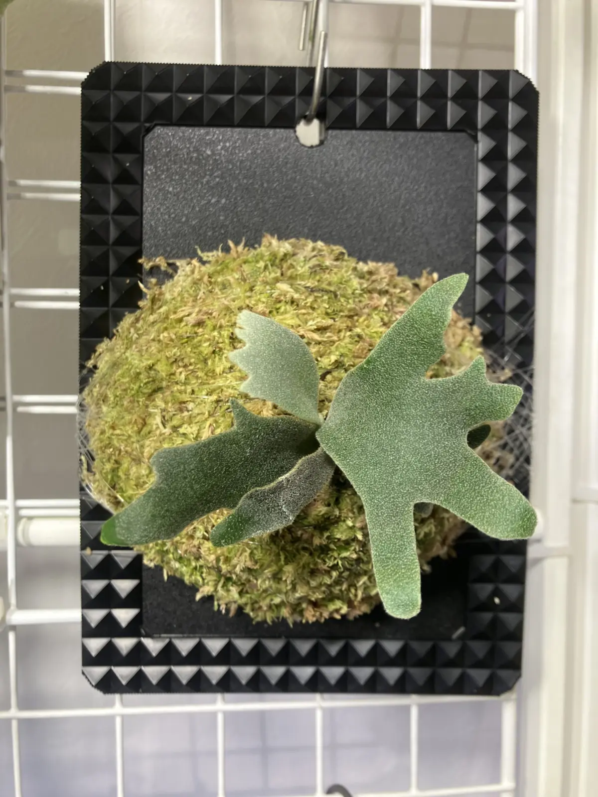 ビカクシダ　ウィリンキー　バクテリア