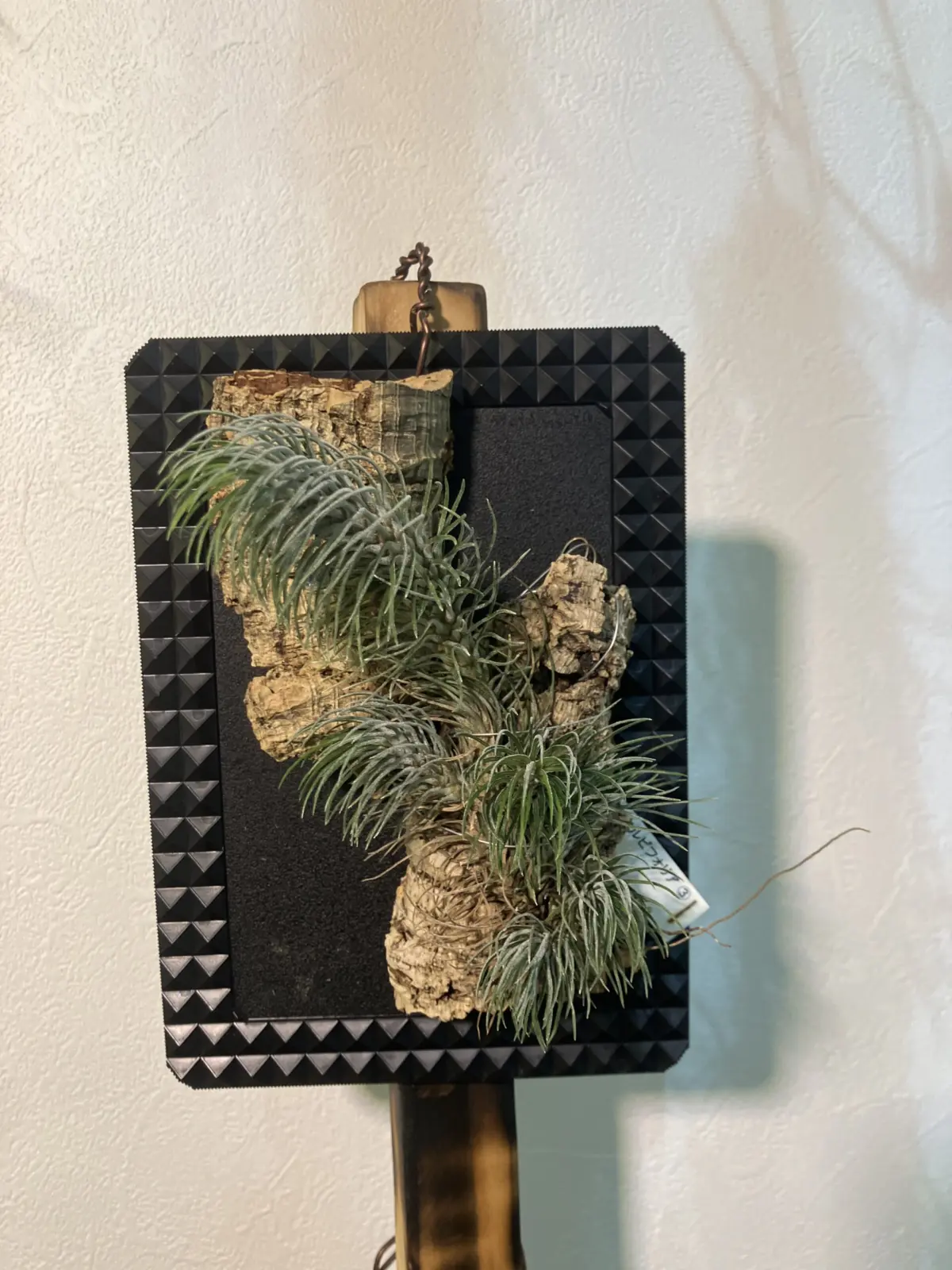 ティランジア　フンキアナ　レクルビフォリア