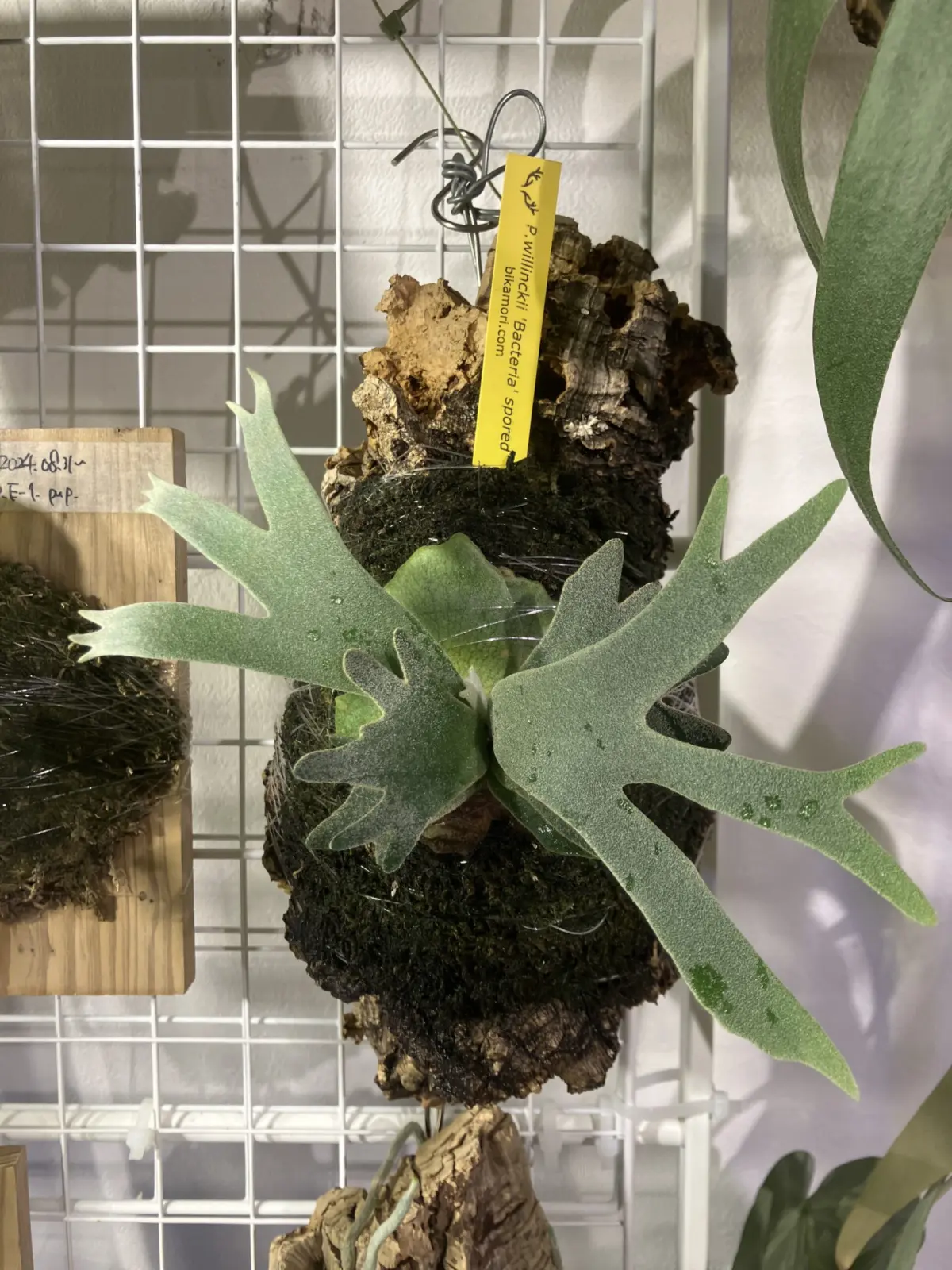 ビカクシダ　ウィリンキー　バクテリア