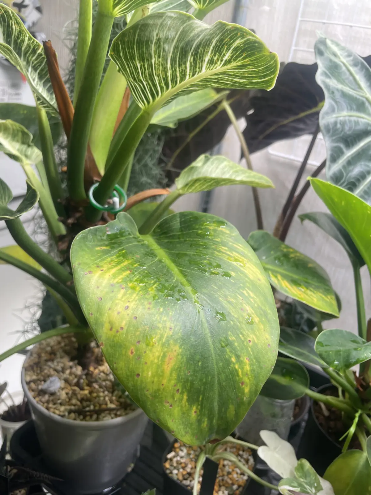 フィロデンドロン バーキン