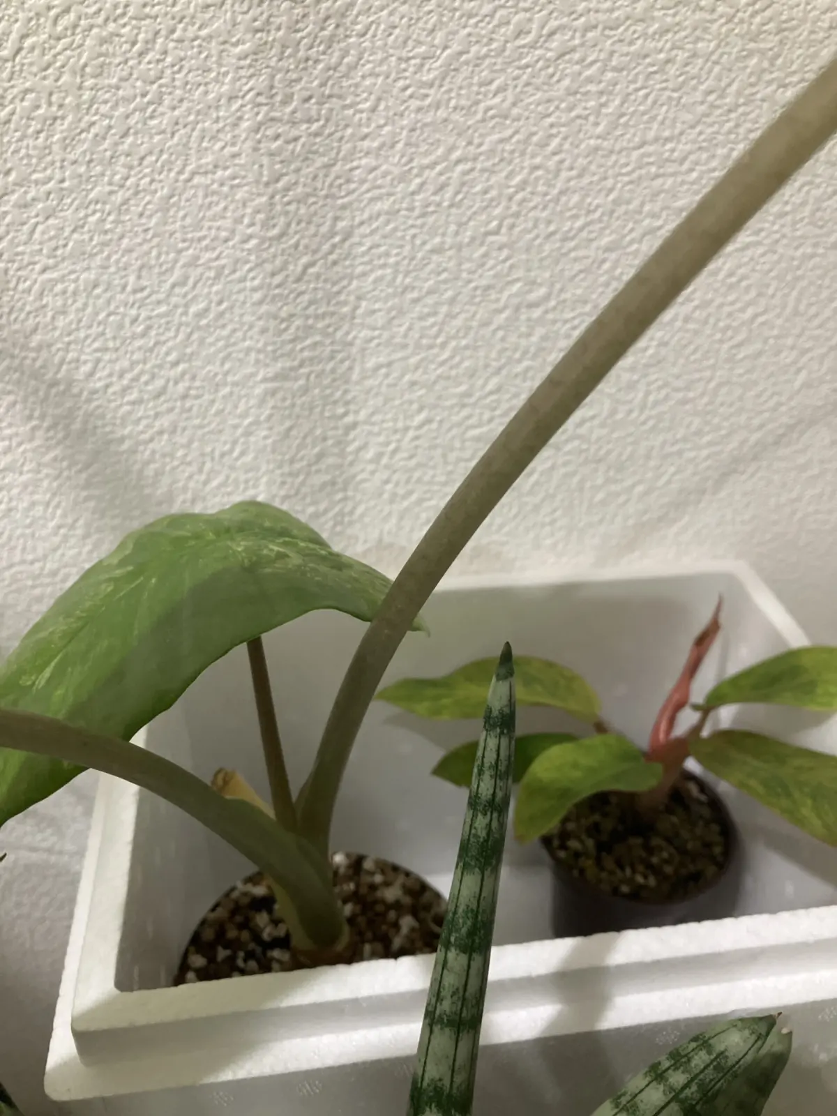 アロカシア　ホムセン