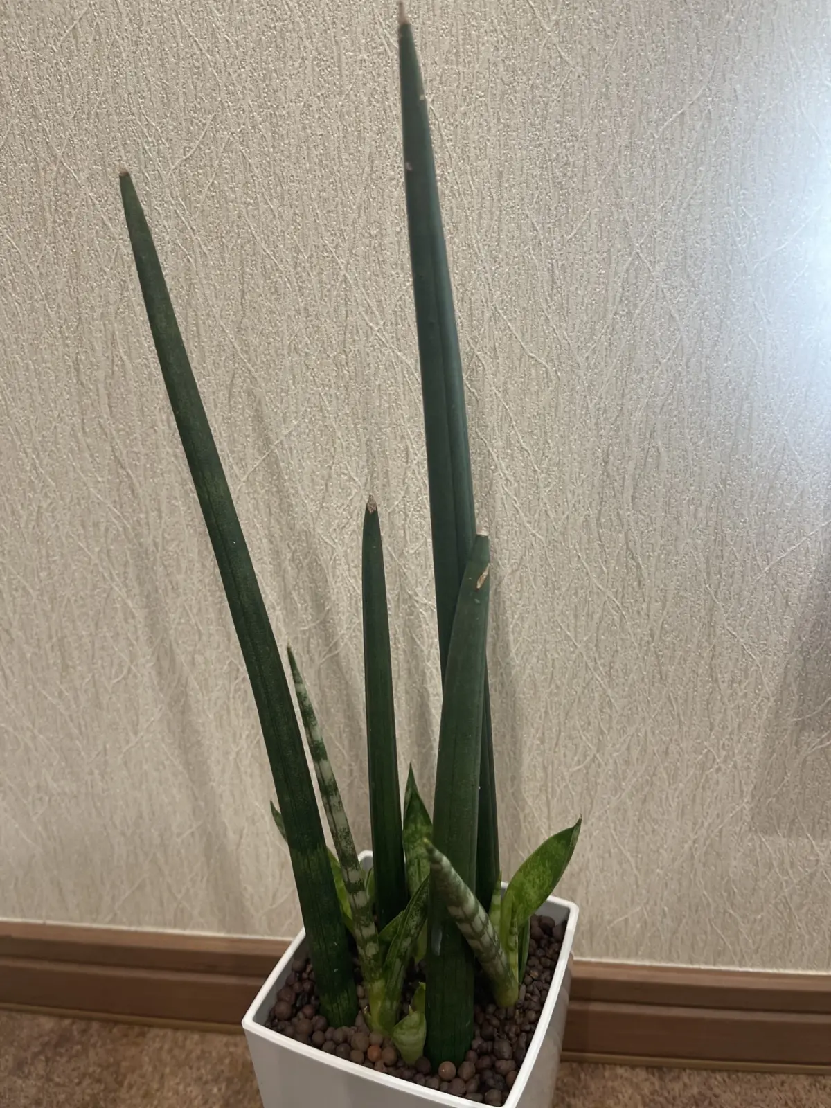 サンセベリア　バキュラリス③ 親子関係疑惑