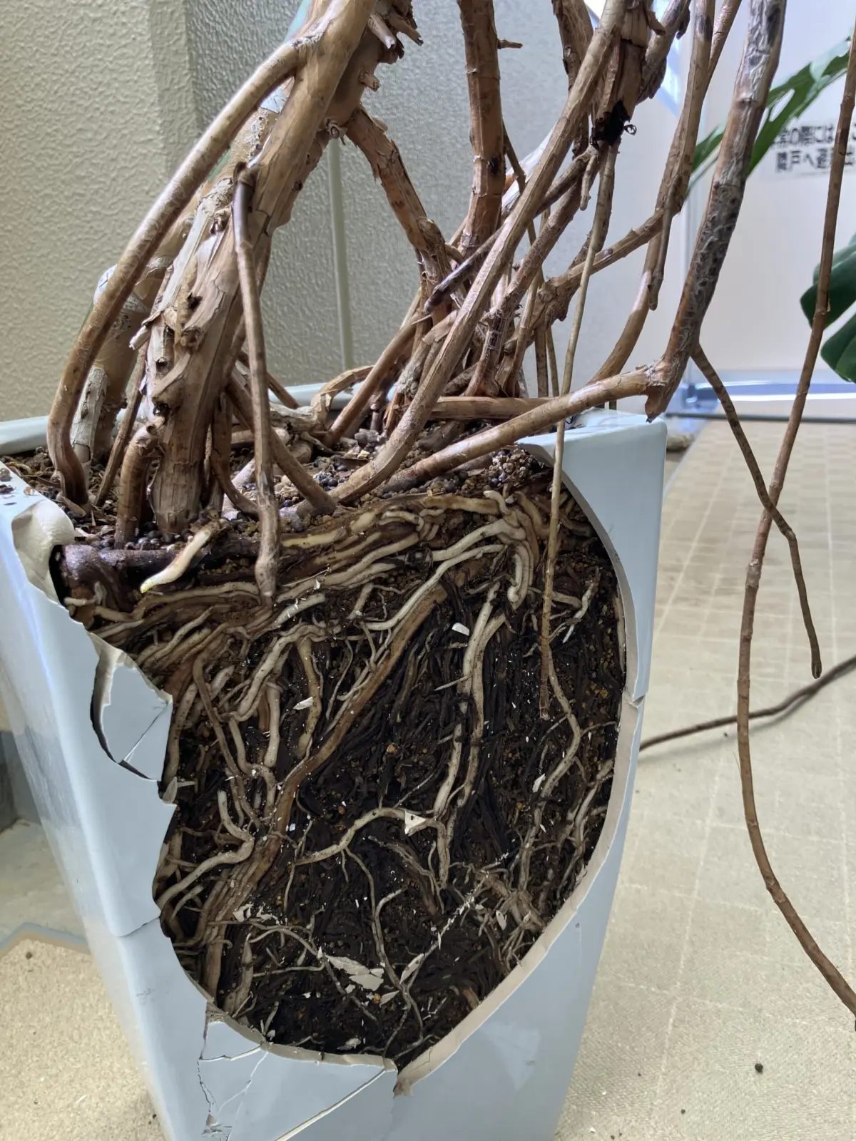 モンステラ デリシオーサ 割ったった!