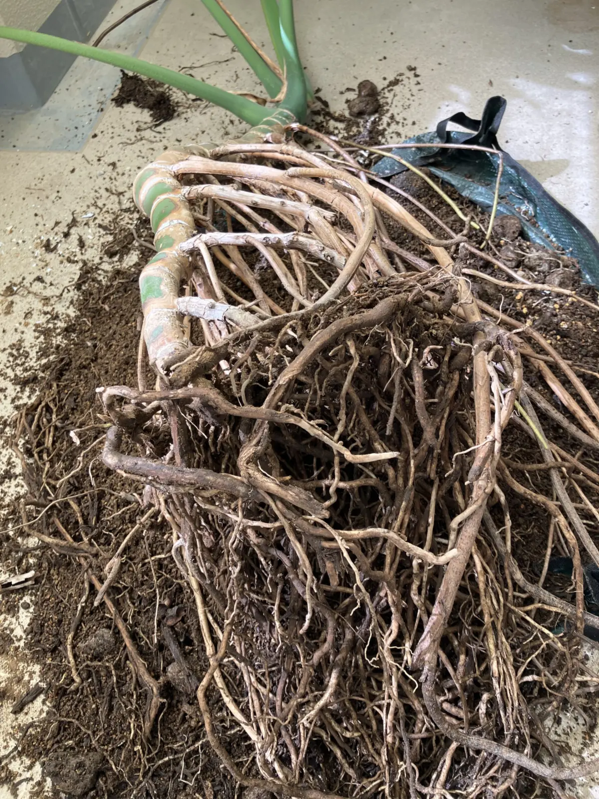 モンステラ デリシオーサ 土落ちたけど園芸シートが小さすぎた件