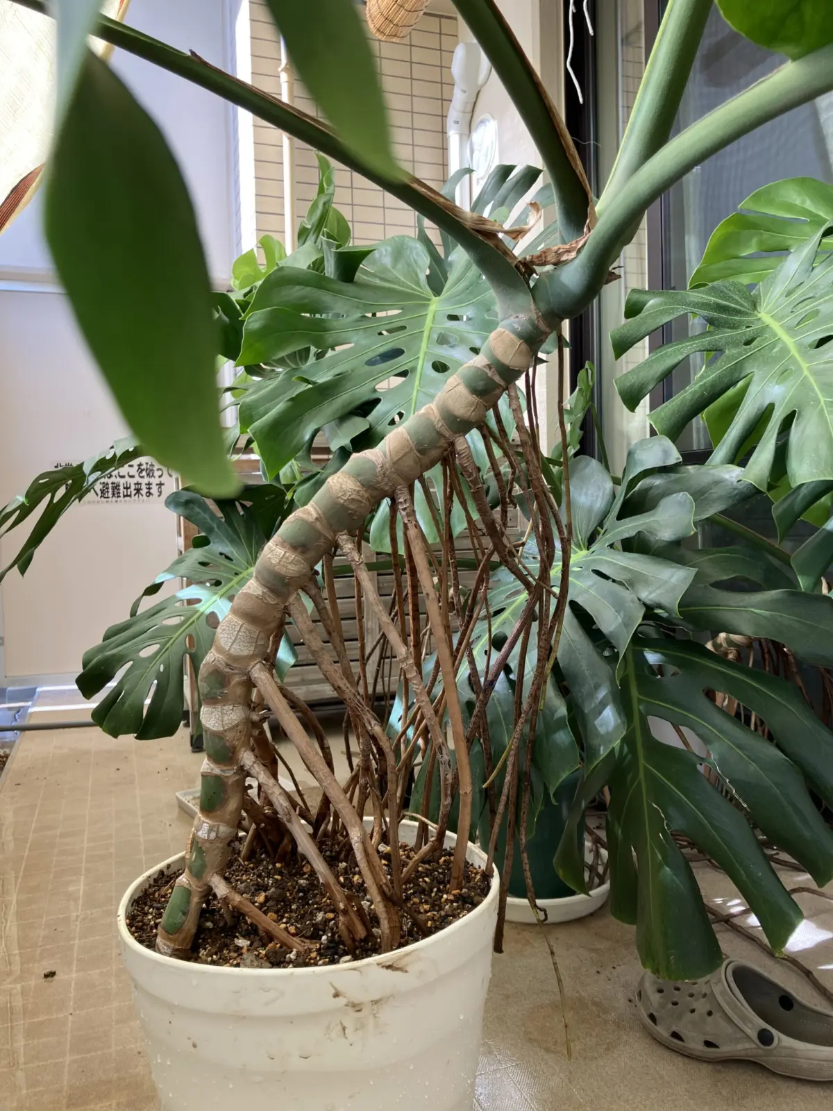 モンステラ　デリシオーサ　植え替え完了