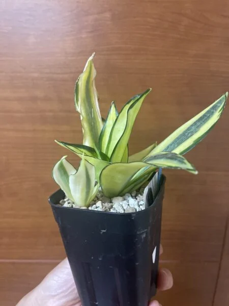 サンセベリア ゴールデンハニー? 100均 その2