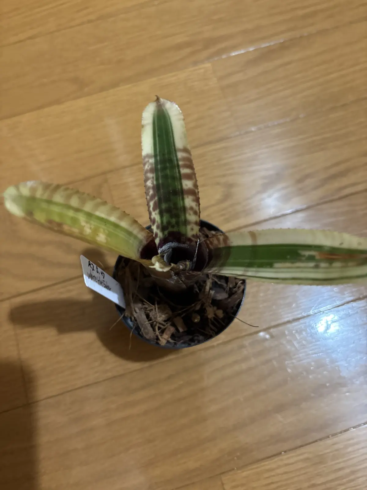 ネオレゲリア　ホワイトホットエンバー