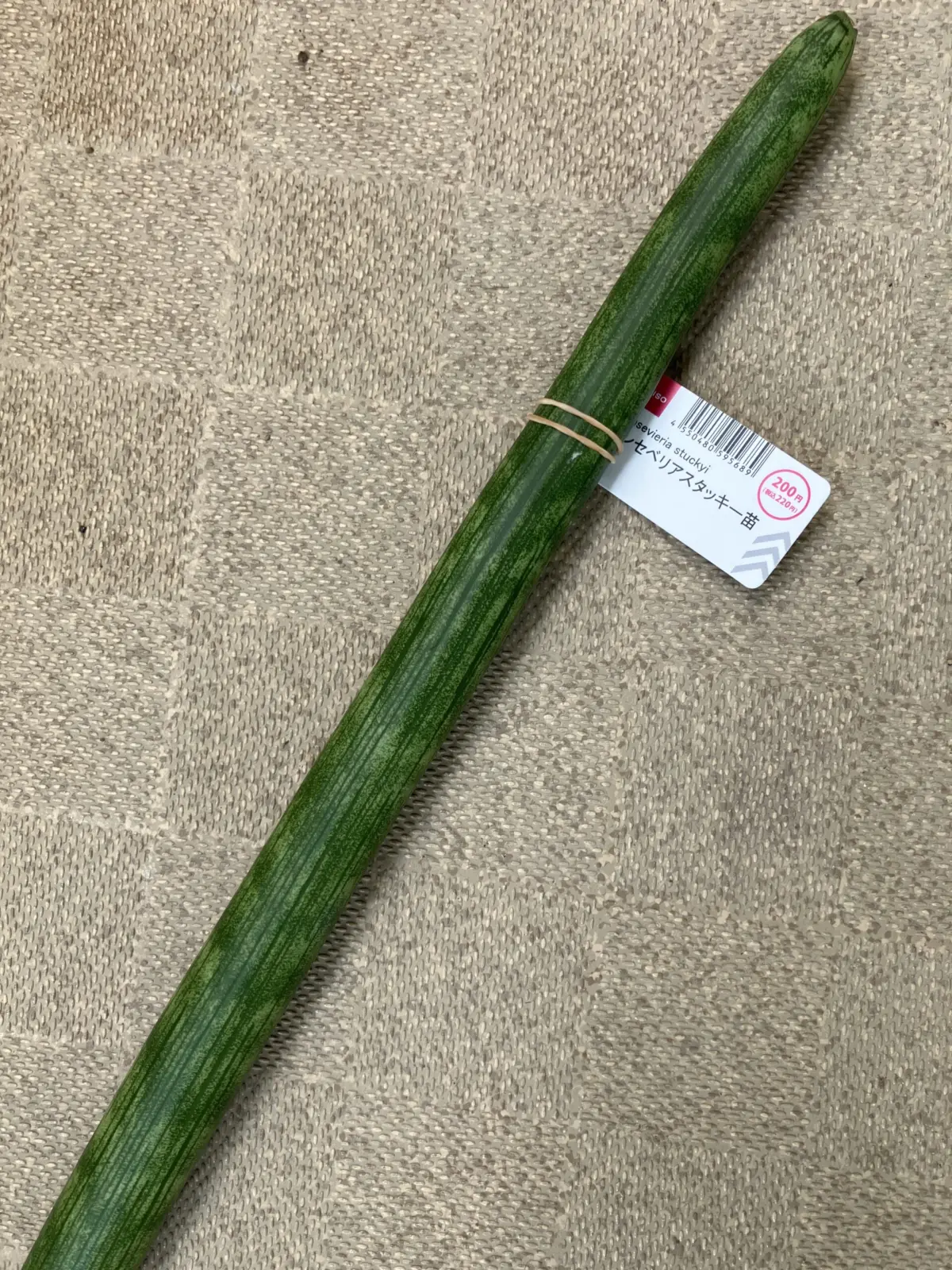 サンスベリア　スタッキー　多分　キリンドリカ