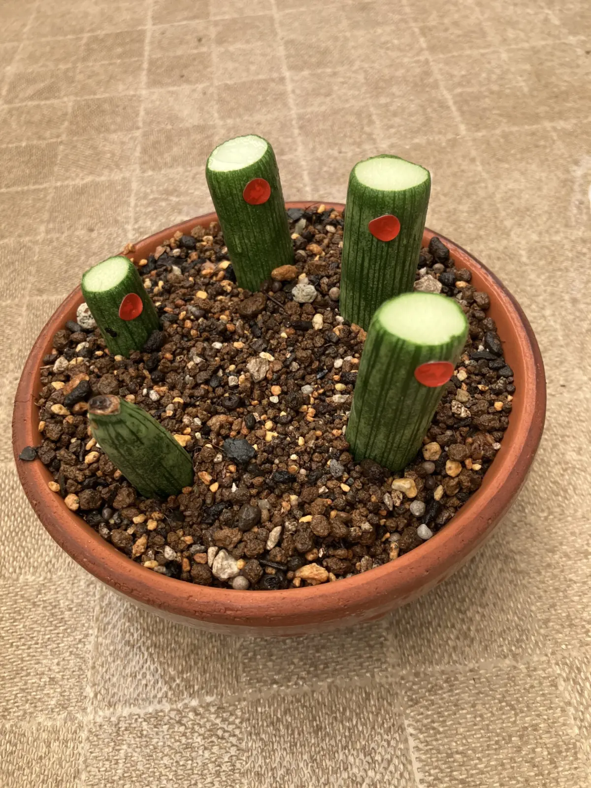 サンスベリア　スタッキー　多分　キリンドリカ　丼仕立て