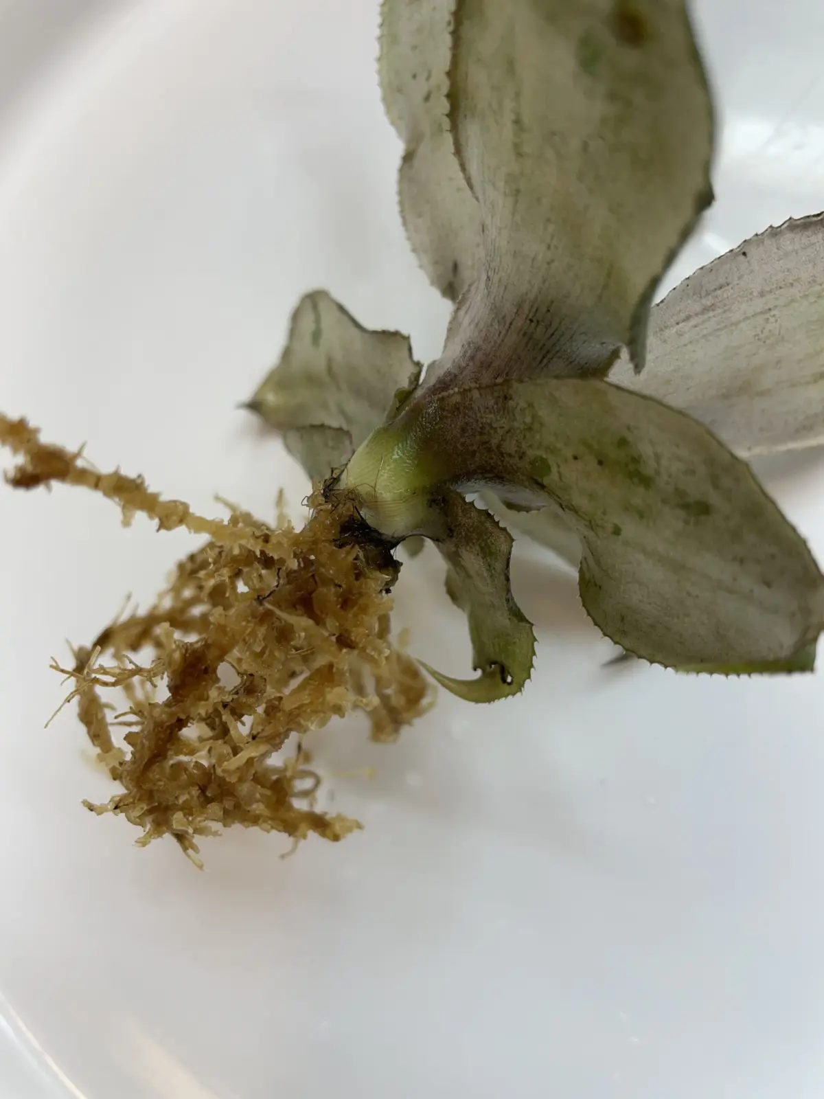 クリプタンサス　アルギロフィラス 根