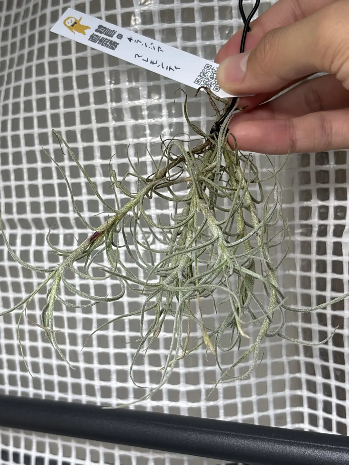 チランジア　マレモンティ