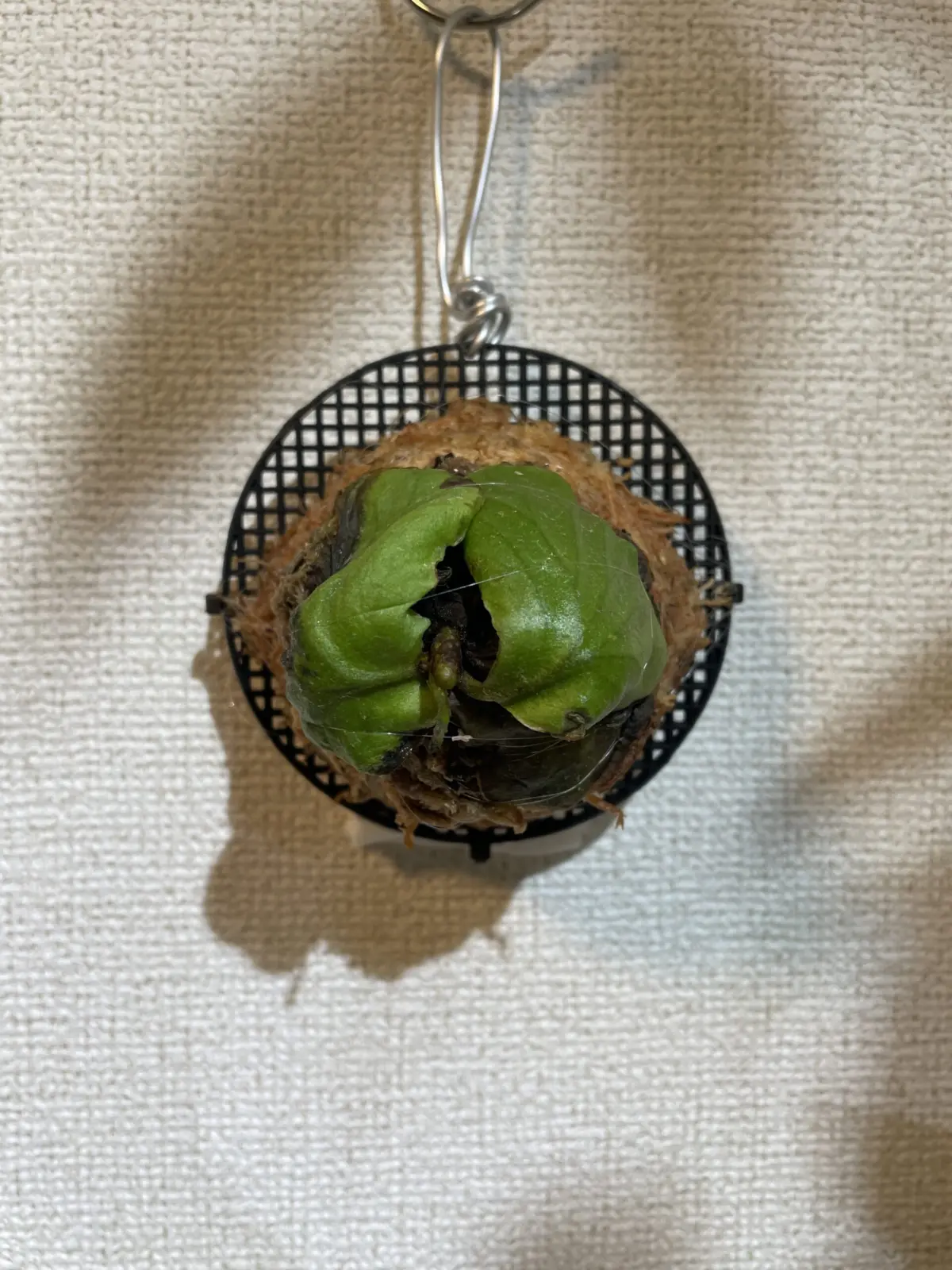 ビカクシダ　リドレイ