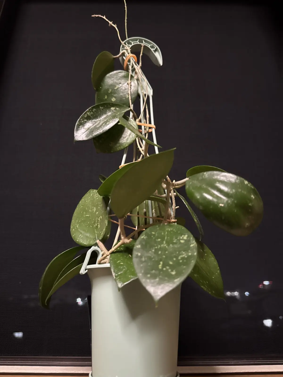 ホヤ　パラシティカ　ハートリーブスプラッシュ