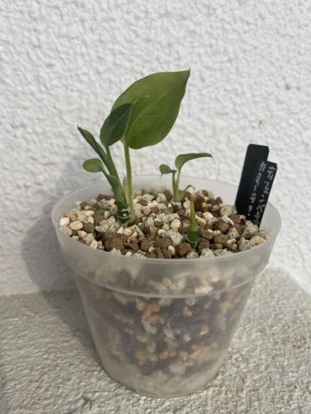 ディフェンバキア 品種不明 ダイソー 植え替え