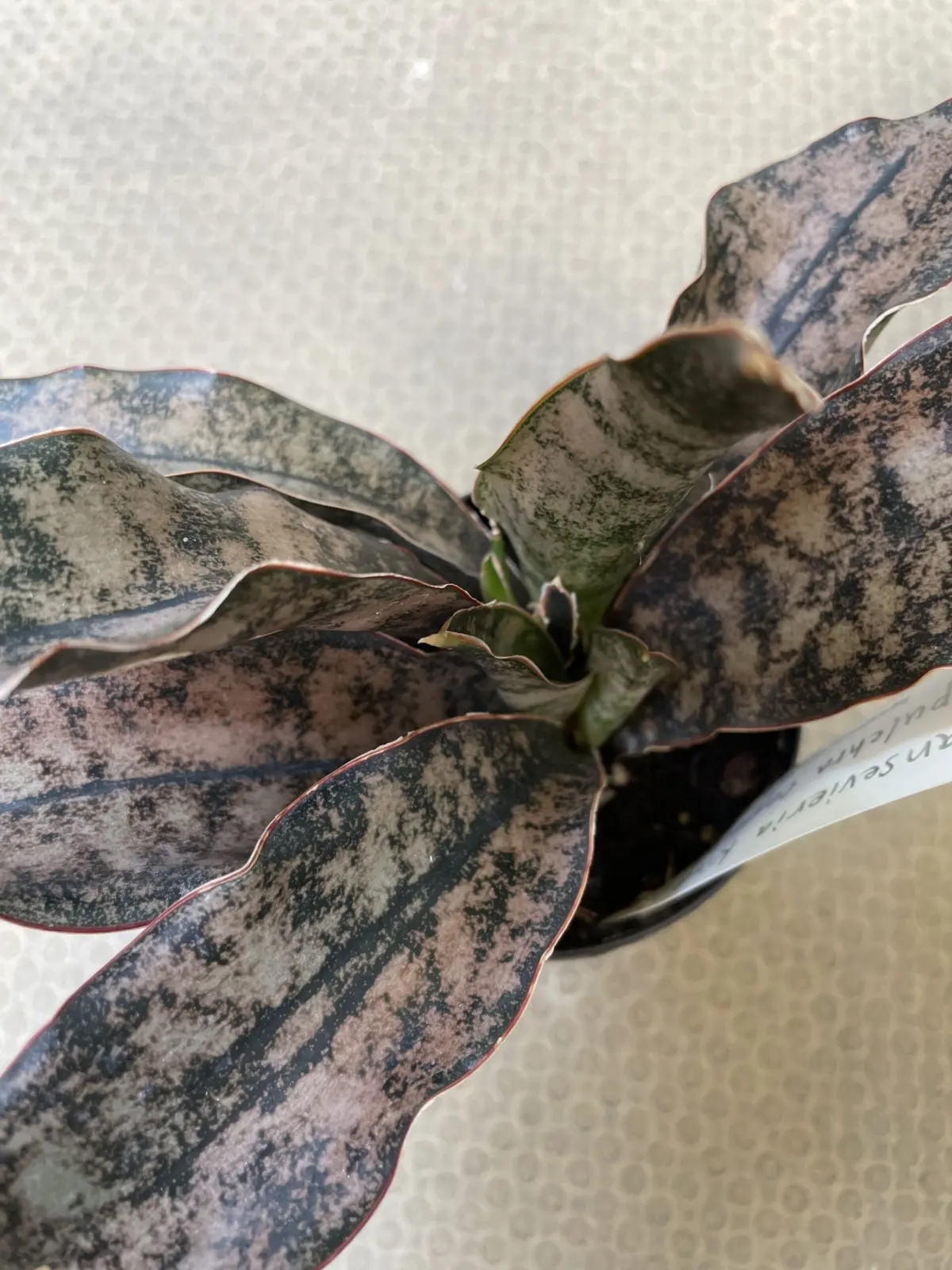 サンスベリア　コパトーン