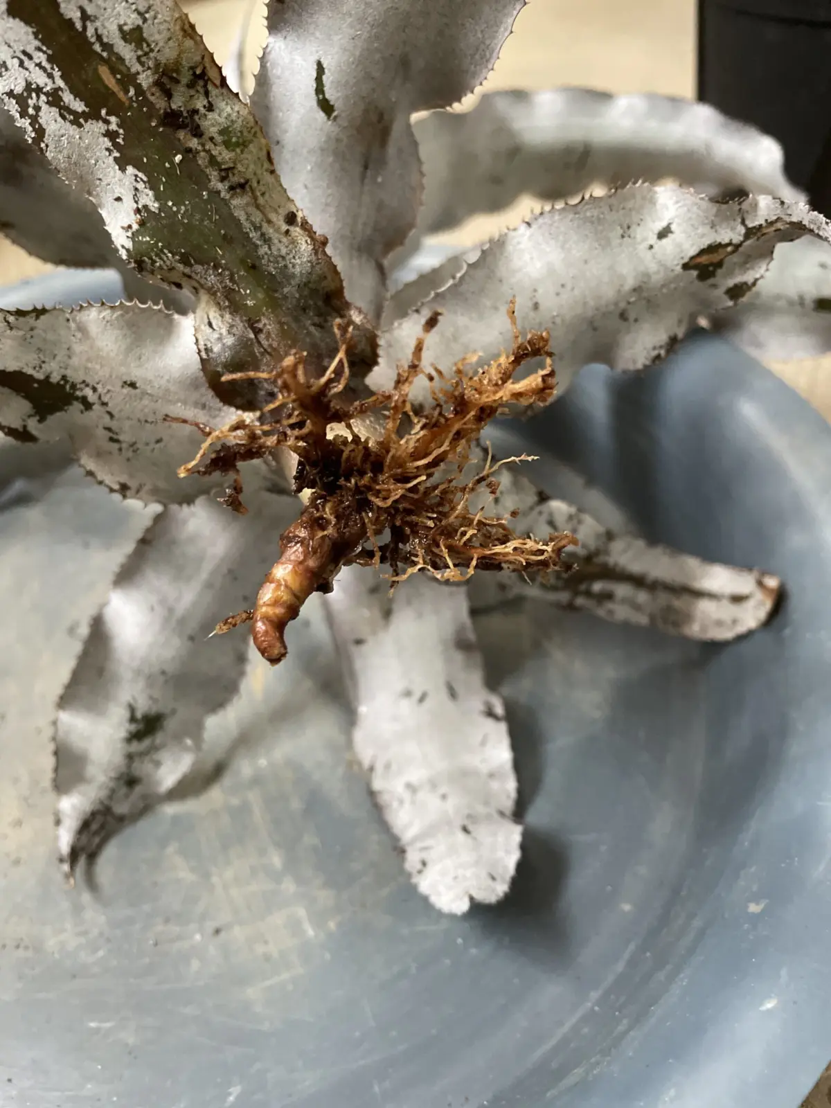 クリプタンサス　アブソリュートゼロ　根