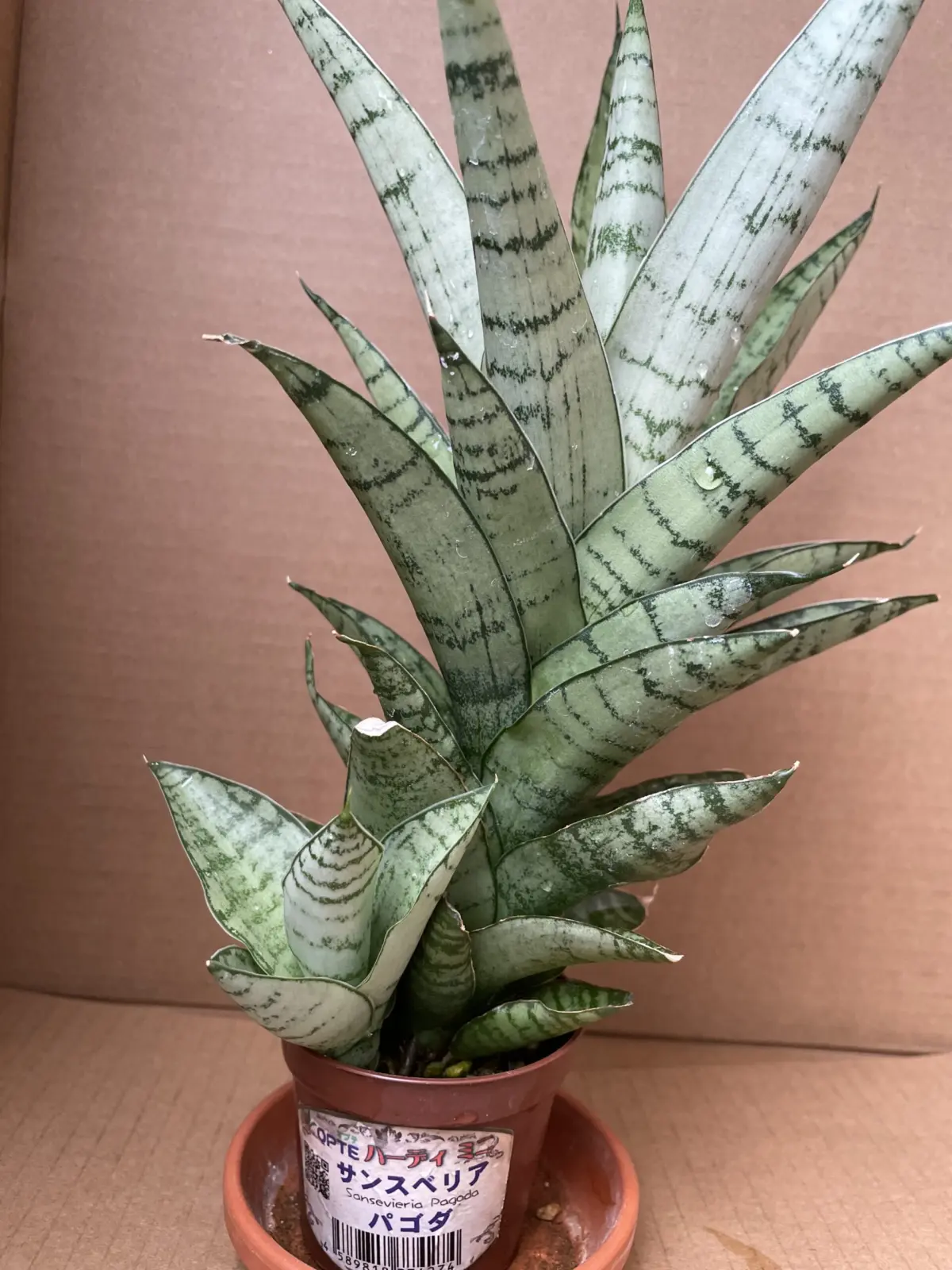 サンスベリア　パゴダ