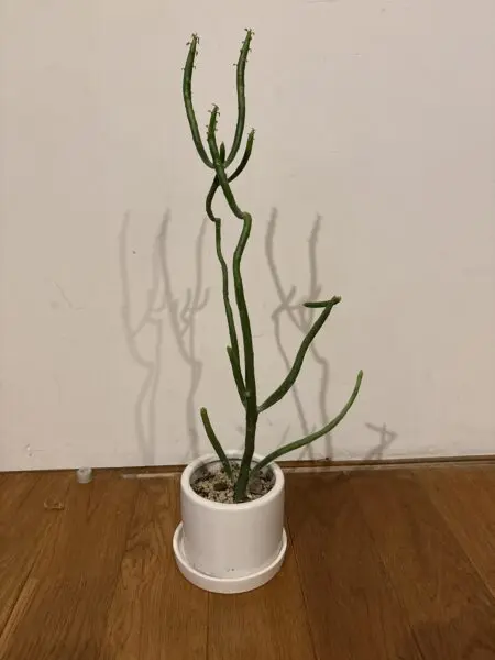 オンコクラータ　多肉植物