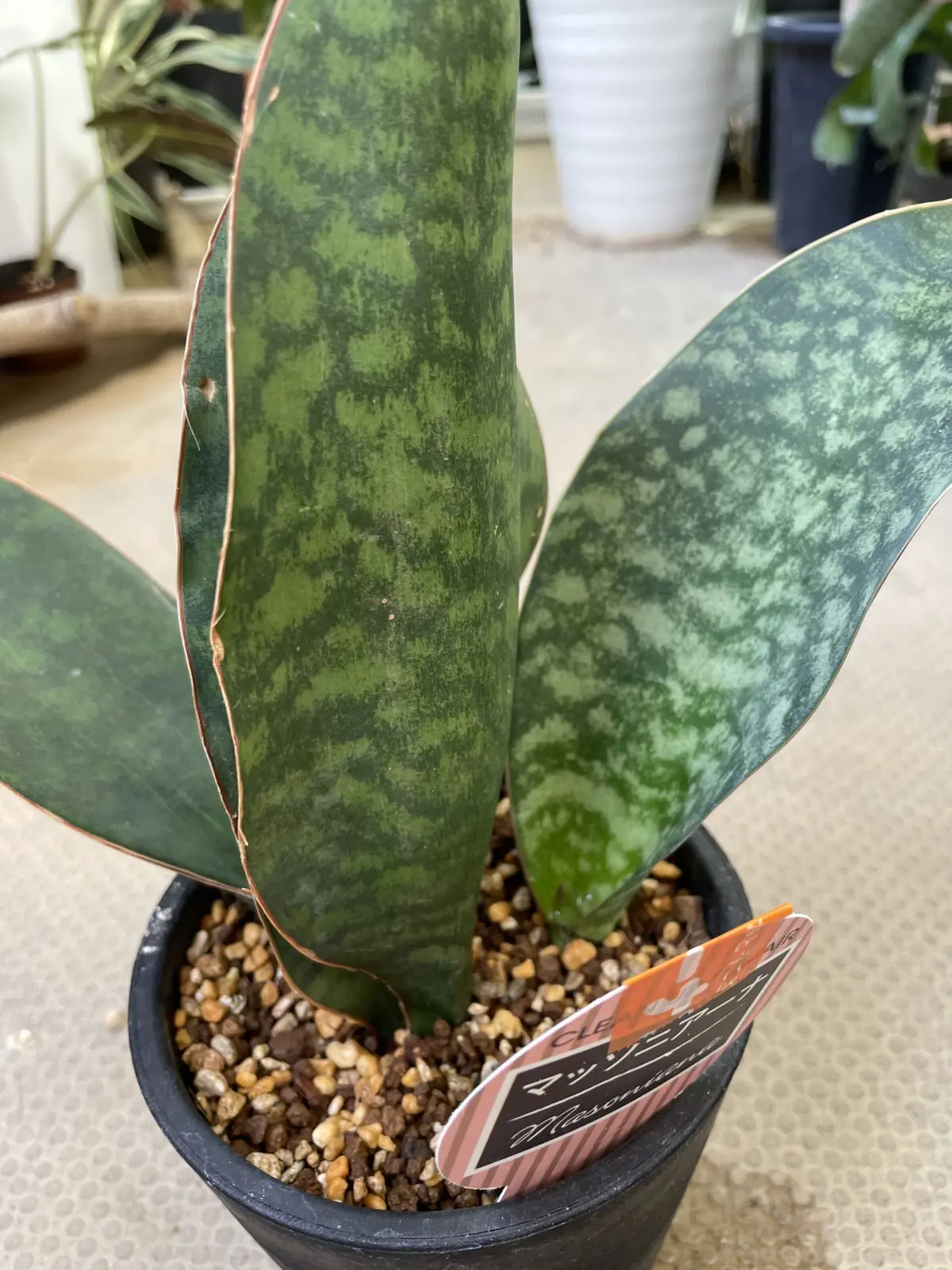 サンスベリア　マッソニアーナ