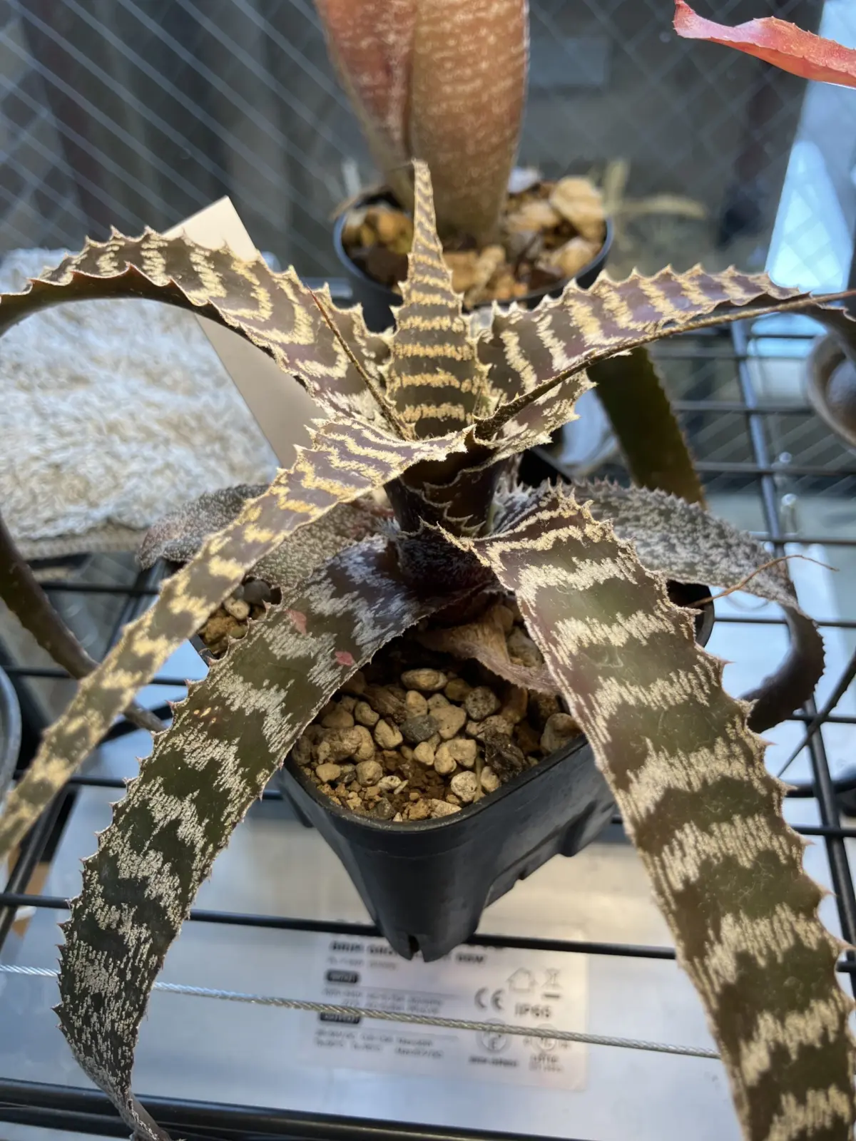 オルソフィツム　グルケニー