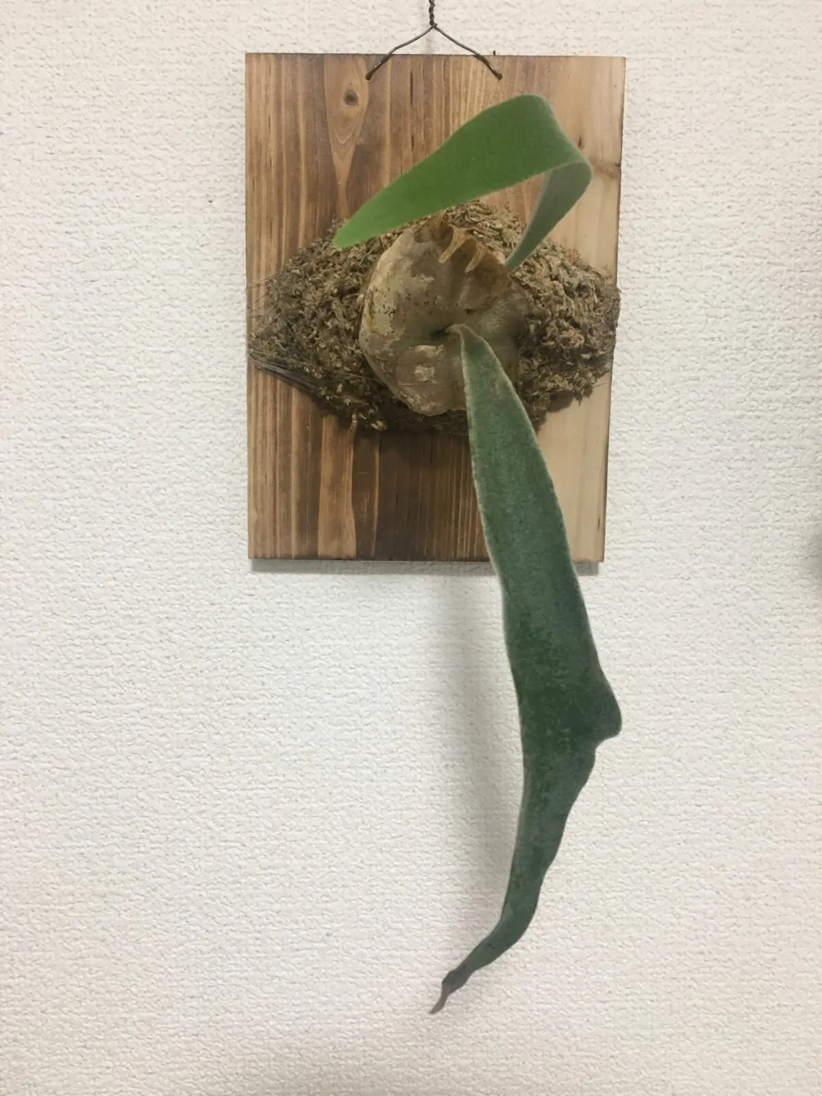 ビカクシダ　札落ち