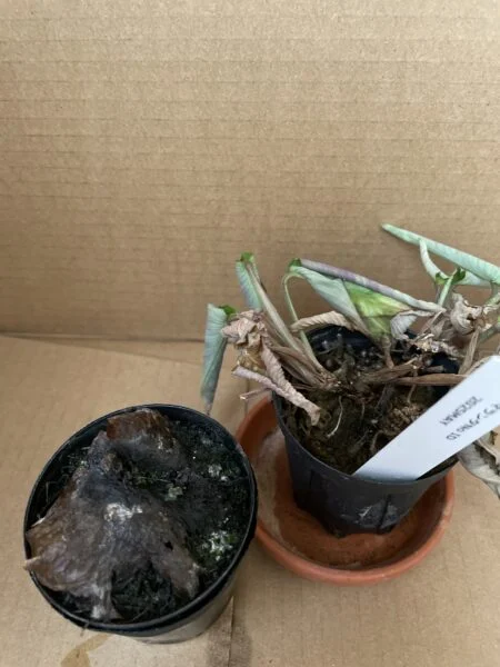 ビカクシダ　札落ち　マランタ　No.ID 水苔