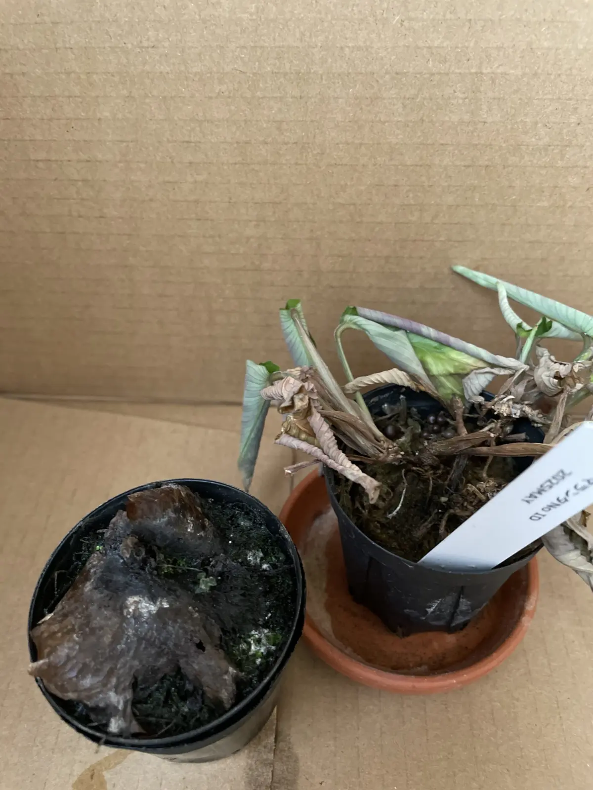 ビカクシダ　札落ち　マランタ　No.ID 水苔