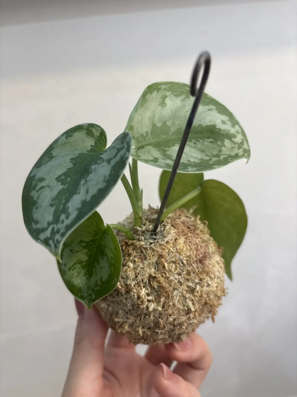 スキンダプサス