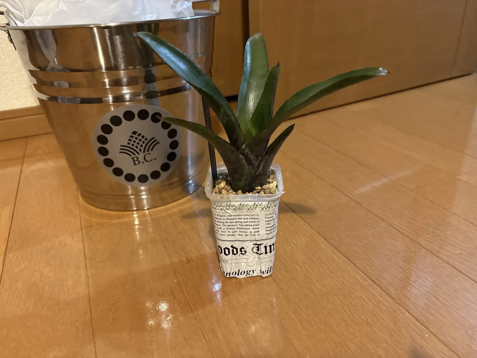 ネオレゲリア　エッジオブナイト