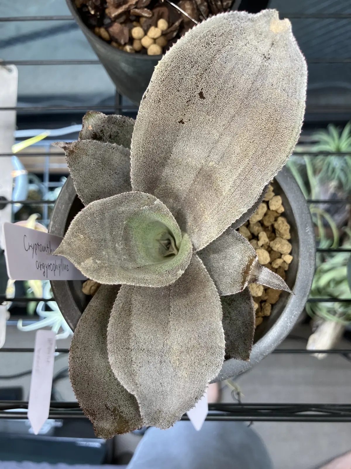 クリプタンサス　アルギロフィラス