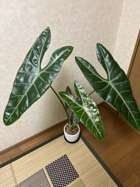 アロカシア　ワトソニア