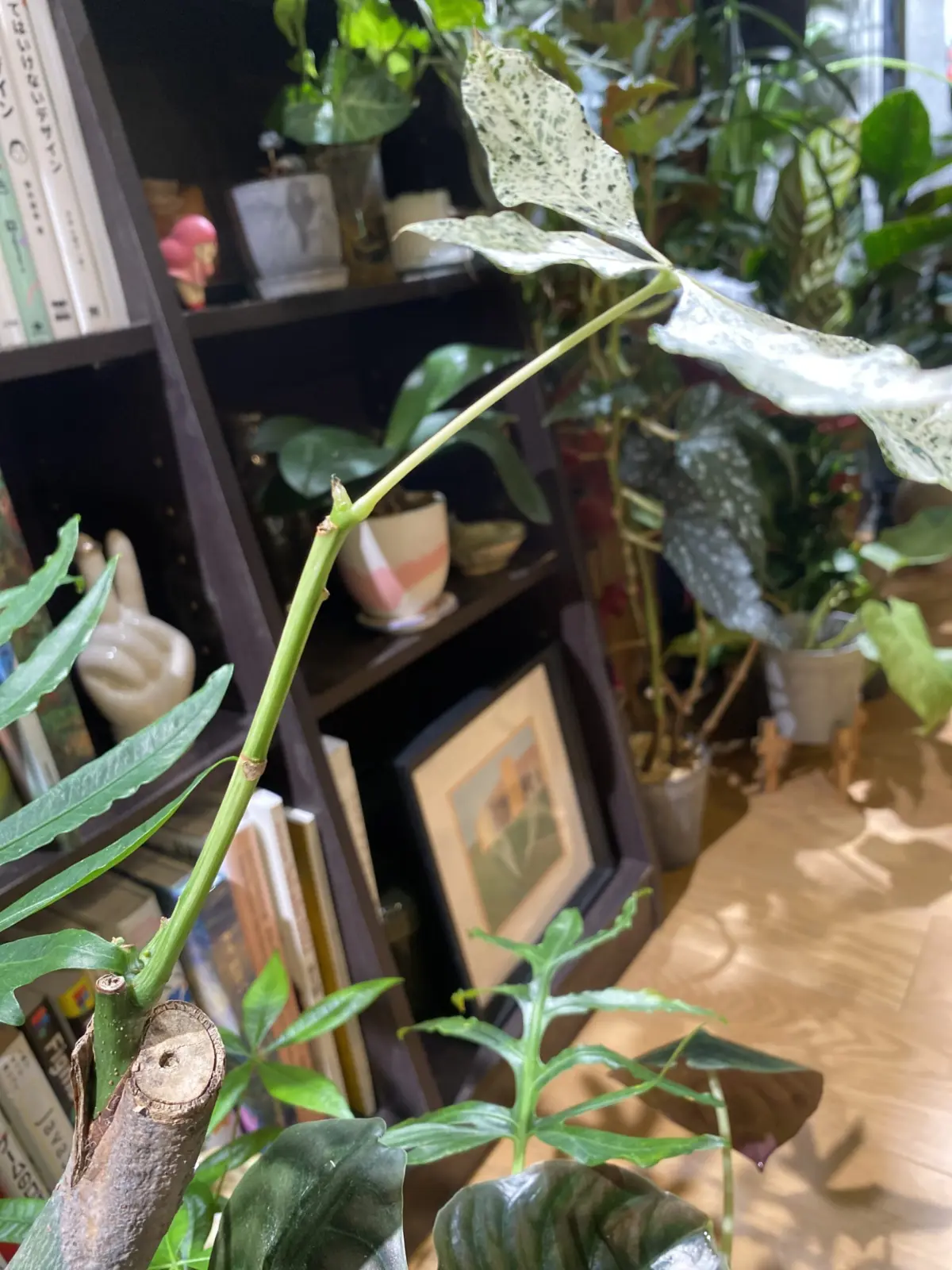 パキラミルキーウェイ